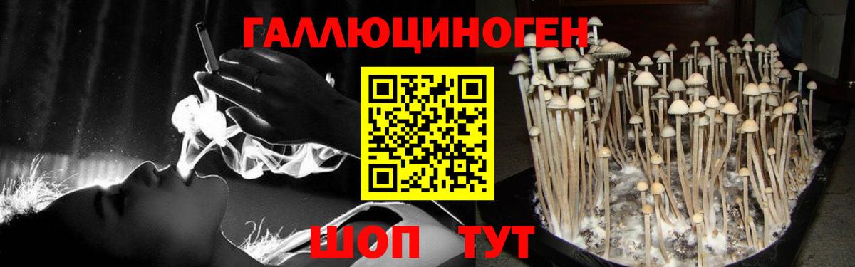Псилоцибиновые грибы Psilocybe Донецк